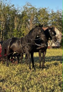 Elad� 5 �ves n�niusz her�lt 