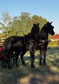 Elad� 5 �ves n�niusz her�lt 