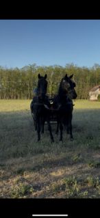 Elad� 5 �ves n�niusz her�lt 