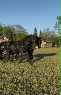Elad� 5 �ves n�niusz her�lt 