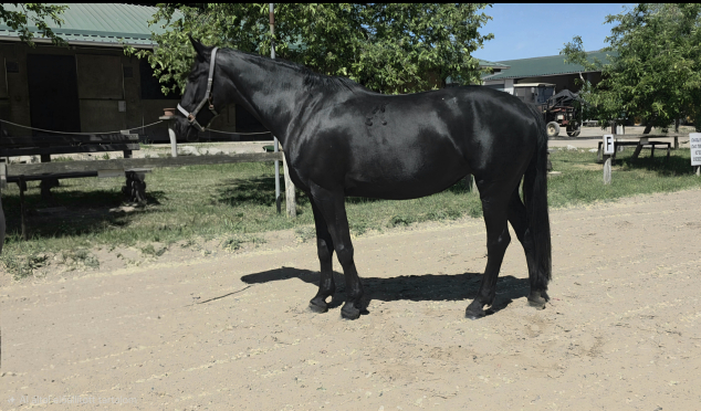Elad� 11 �ves n�niusz kanca 