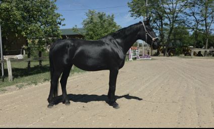 Elad� 11 �ves n�niusz kanca 