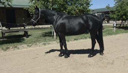 Elad� 11 �ves n�niusz kanca 