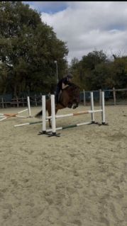 Elad� 8 �ves hucul her�lt 