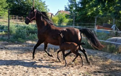 Elad� 18 �ves lipicai kanca 