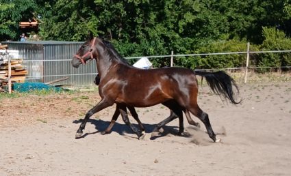 Elad� 18 �ves lipicai kanca 