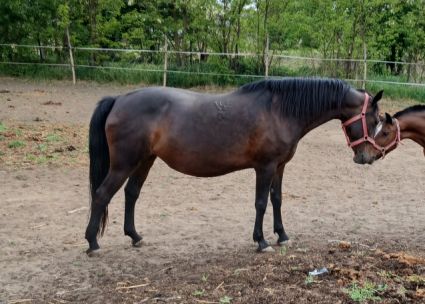 Elad� 18 �ves lipicai kanca 