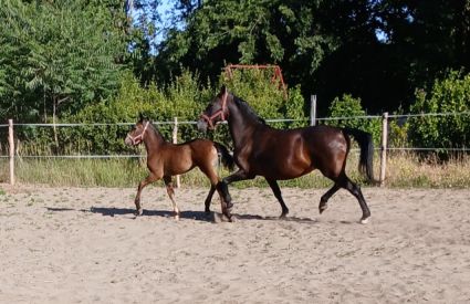 Elad� 18 �ves lipicai kanca 