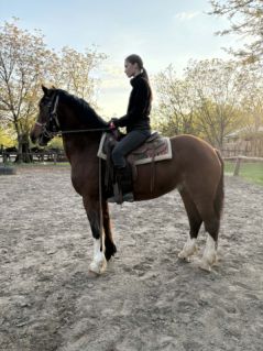Elad� 16 �ves magyar f�lv�r kanca 