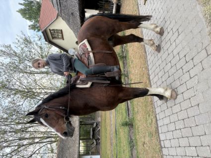 Elad� 16 �ves magyar f�lv�r kanca 