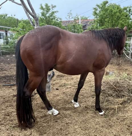Elad� 3 �ves quarter horse m�n 