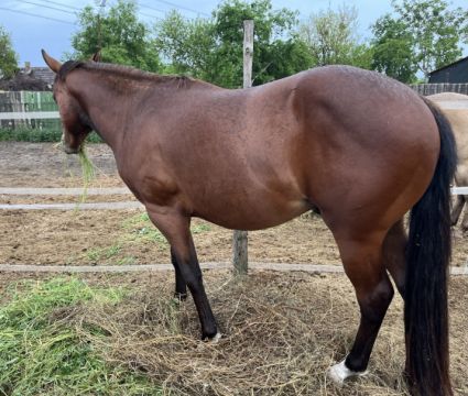 Elad� 3 �ves quarter horse m�n 