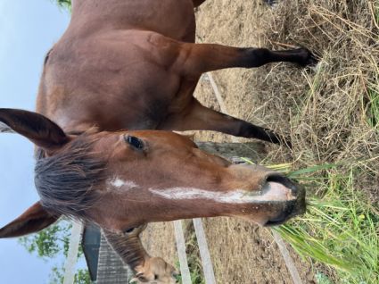 Elad� 3 �ves quarter horse m�n 