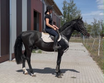 Elad� 4 �ves magyar sportl� m�n 