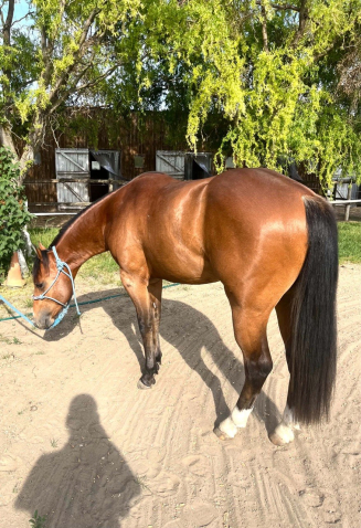 Elad� 2 �ves quarter horse m�n 