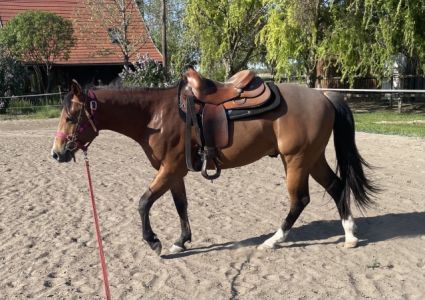 Elad� 2 �ves quarter horse m�n 