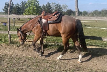 Elad� 2 �ves quarter horse m�n 