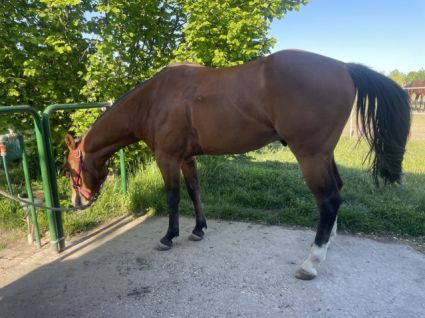 Elad� 2 �ves quarter horse m�n 