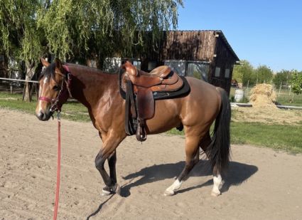 Elad� 2 �ves quarter horse m�n 