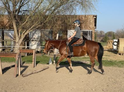 Elad� 4 �ves quarter horse her�lt 