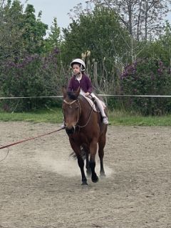 Elad� 4 �ves quarter horse her�lt 