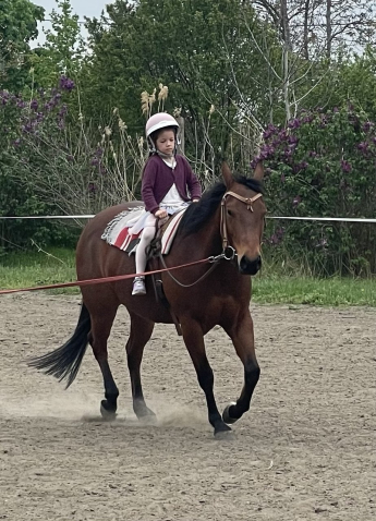 Elad� 4 �ves quarter horse her�lt 