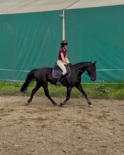 Elad� 4 �ves magyar sportl� kanca 