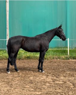 Elad� 4 �ves magyar sportl� kanca 