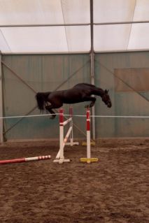 Elad� 4 �ves magyar sportl� kanca 