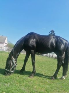 Elad� 5 �ves n�niusz m�n 