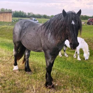 Elad� 5 �ves sodrott m�n 