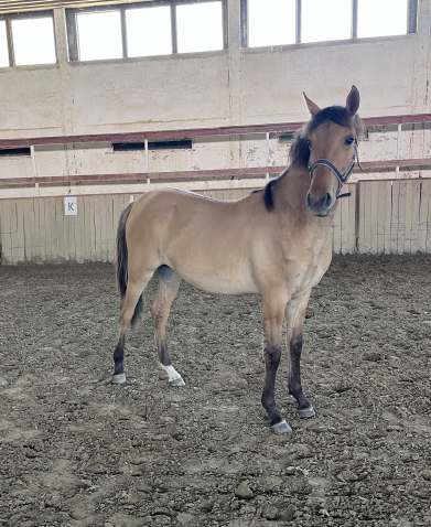 Elad� 1 �ves magyar sportf�lv�r kanca 