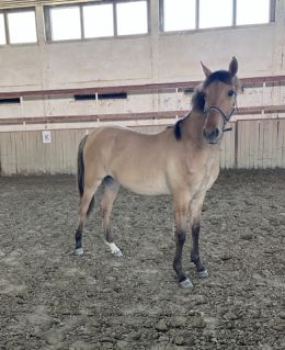 Elad� 1 �ves magyar sportf�lv�r kanca 