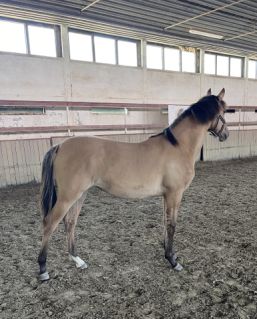 Elad� 1 �ves magyar sportf�lv�r kanca 