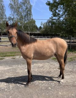 Elad� 1 �ves magyar sportf�lv�r kanca 