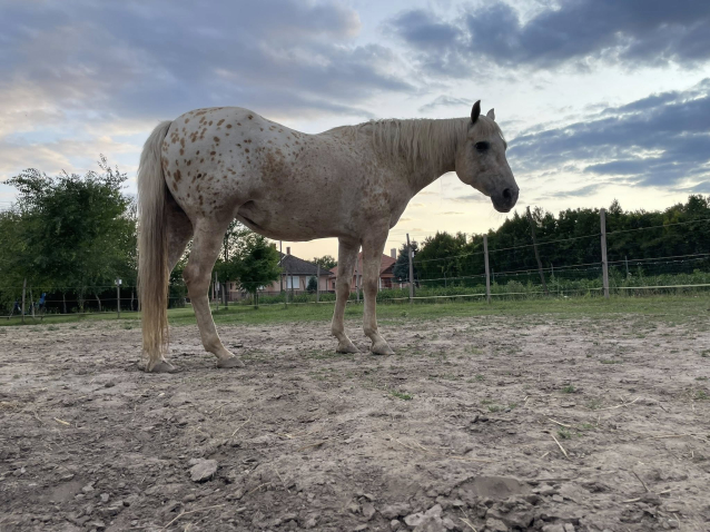 Elad� 18 �ves appaloosa kanca 
