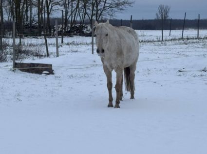 Elad� 18 �ves appaloosa kanca 