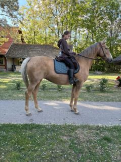 Elad� 12 �ves magyar f�lv�r kanca 