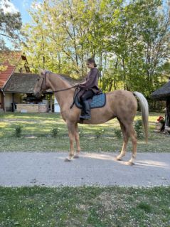 Elad� 12 �ves magyar f�lv�r kanca 