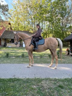 Elad� 12 �ves magyar f�lv�r kanca 