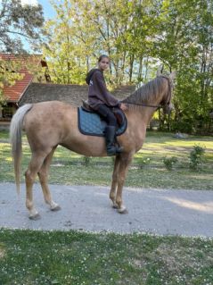 Elad� 12 �ves magyar f�lv�r kanca 