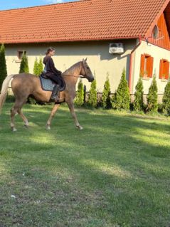 Elad� 12 �ves magyar f�lv�r kanca 
