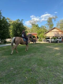 Elad� 12 �ves magyar f�lv�r kanca 
