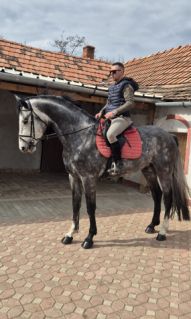 Elad� 4 �ves holland sportl�/KWPN m�n 