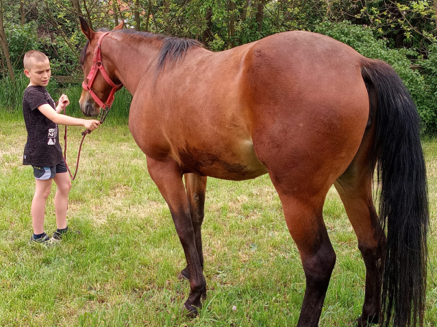 Elad� 3 �ves quarter horse kanca 