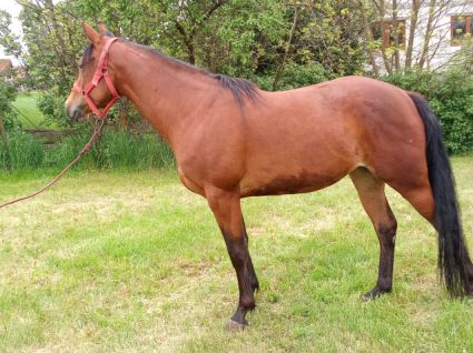 Elad� 3 �ves quarter horse kanca 