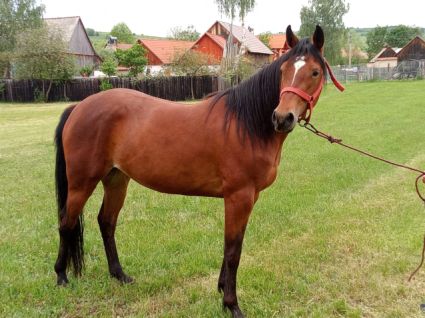 Elad� 3 �ves quarter horse kanca 