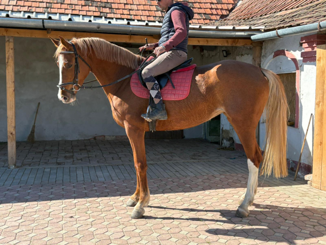 Elad� 4 �ves holland sportl�/KWPN kanca 