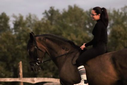 Elad� 17 �ves lipicai her�lt 