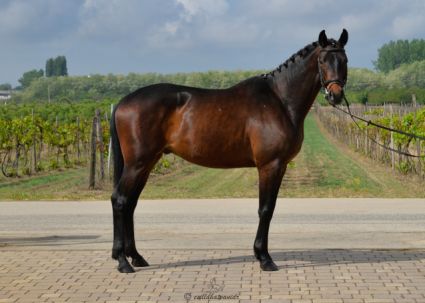 Elad� 4 �ves trakehneni her�lt 